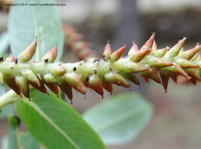 Salix, Boufford, D 43733--China. Sichuan. XinZhaZi Gou. 14 May 2014. DSC06426 (123).JPG