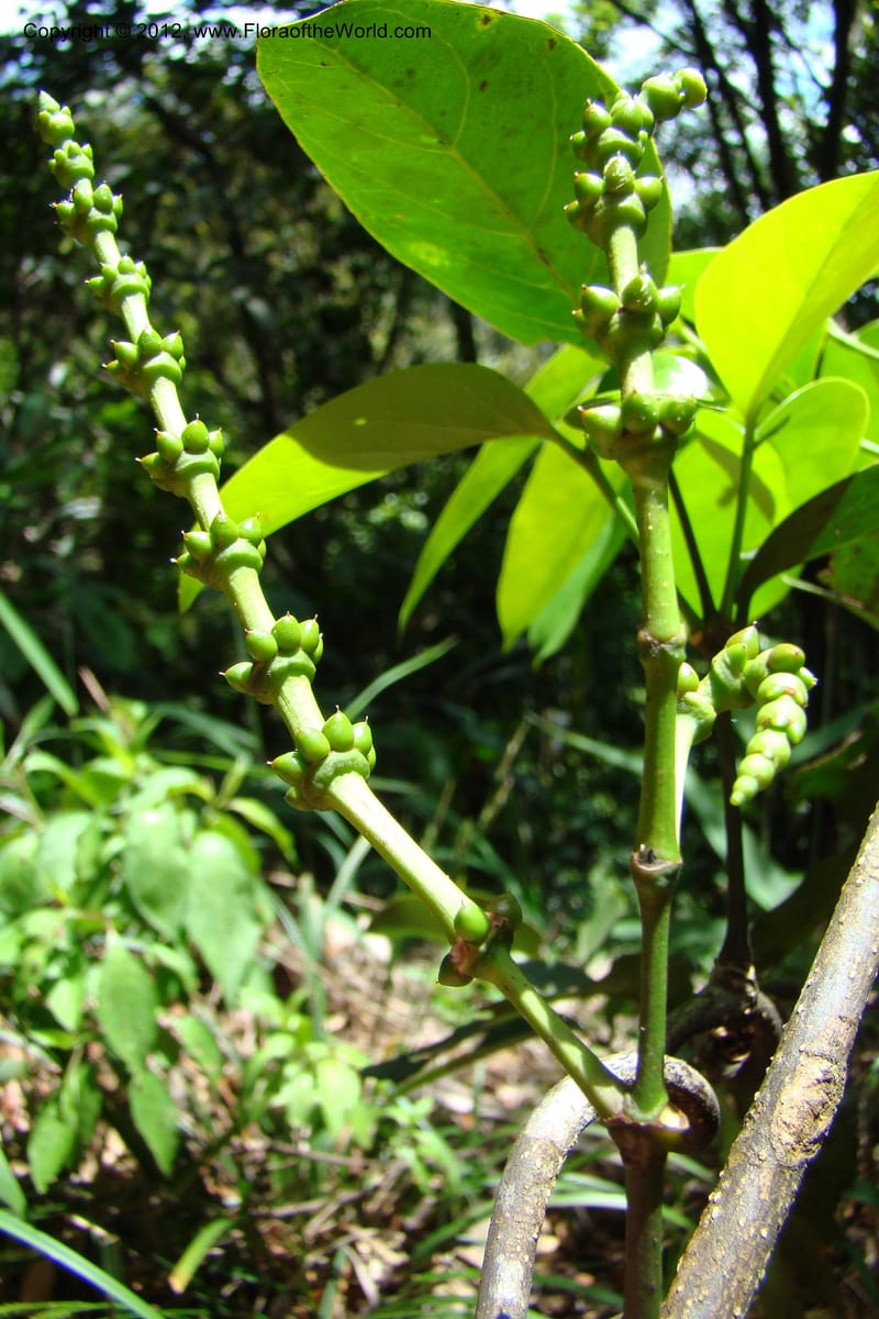Gnetum, Regalado 1754--Viet Nam. Thua Thien Hue Prov. Phu Loc Distr. Bach Ma. 13 Apr 09. 459.jpg