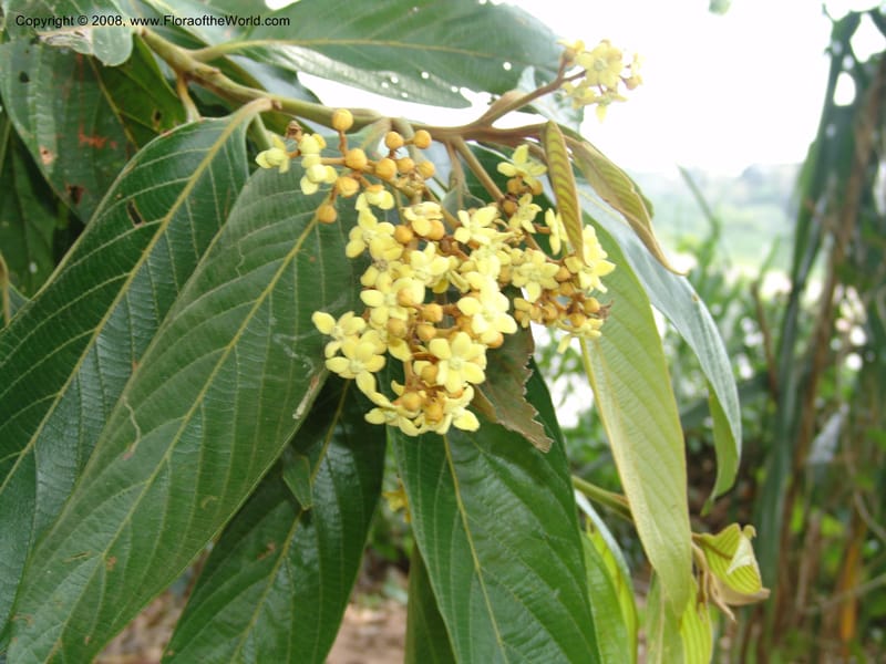 Nectandra, AAraujoM3018--Bolivia.  Pq. Nal. Madidi. Rio Tuichi. Aguapolo. 21 Sep 06. 079.jpg