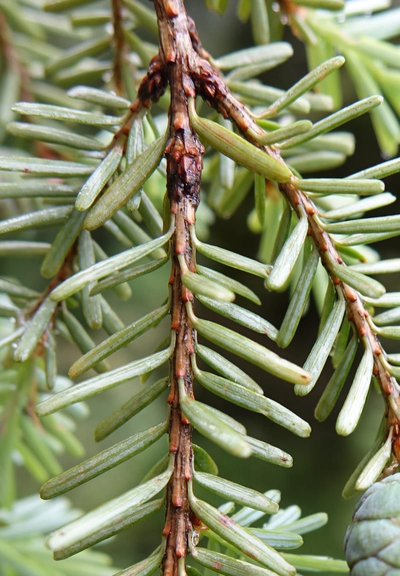 Tsuga chinensis, Tseng Yu-Hsin 1332--Taiwan. Taroko Nat. Park. Mt. Bilu Trail. 21 May 2016.  (180).JPG