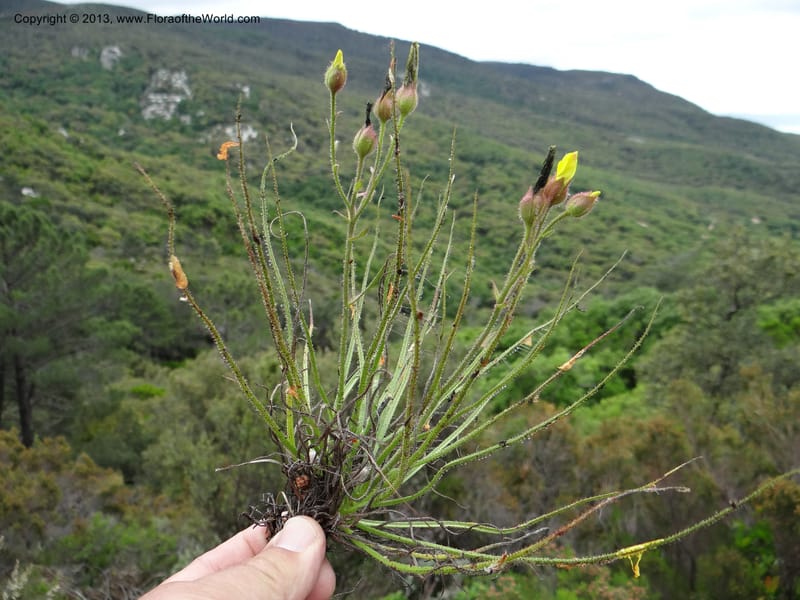 Drosophyllum lusitanicum, Davidson, C 12167--Spain. Andalucia. Parque Natural Alcornocales. 28 May 2013. DSC05381 (22).JPG