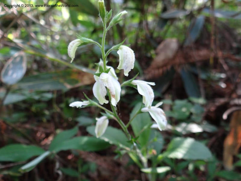 Mazus caducifer, Li Pan 1205291--China. Zhejiang Prov. Tian Mu Shan. 29 May 2012. DSC00348 (103).JPG