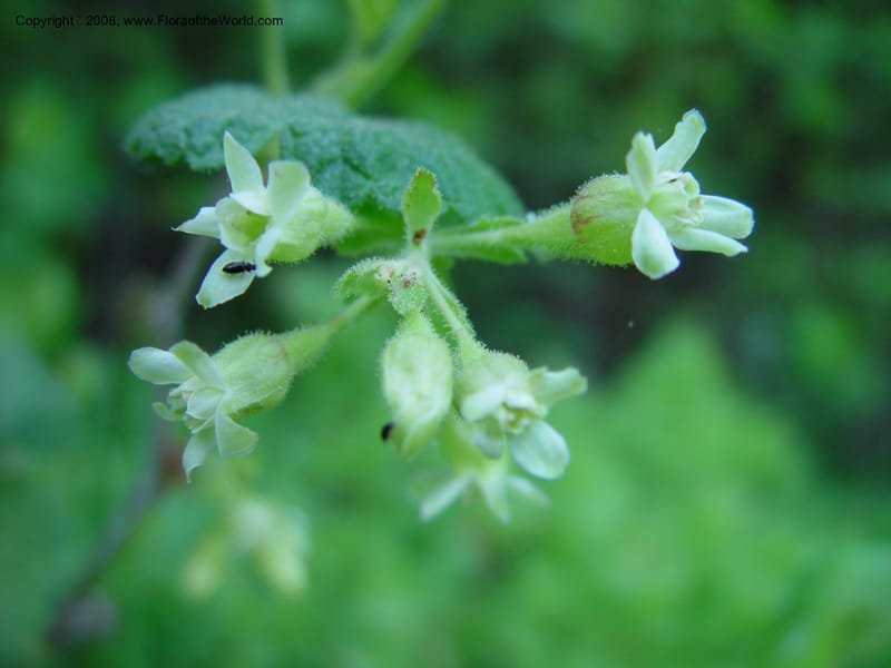 Ribes viscosissimum--ID. Valley Co. N. Fk. Payette River. 12 Jun 03. 056.jpg