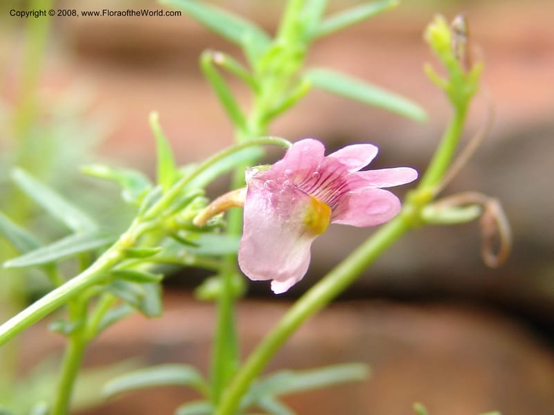 Nemesia fruticans--So.Africa. Mpmal. R37 to Lydenburg.16 Mch 05. 052.jpg