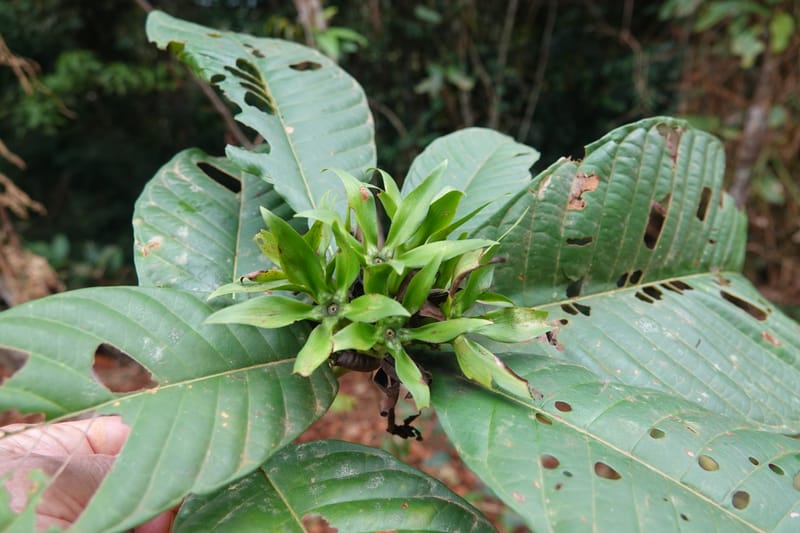 Leptactina, C. Davidson 14055--Gabon. Maboumine. 23 Oct 2019. DSC01631 (154).JPG
