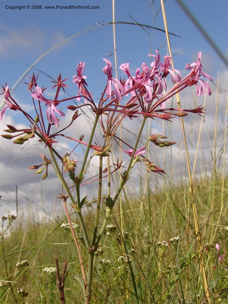 Pelargonium--So.Africa. E. Cape. Moonstone Farm, Quanti Area, Stut. 8 Mch 05. 069.jpg