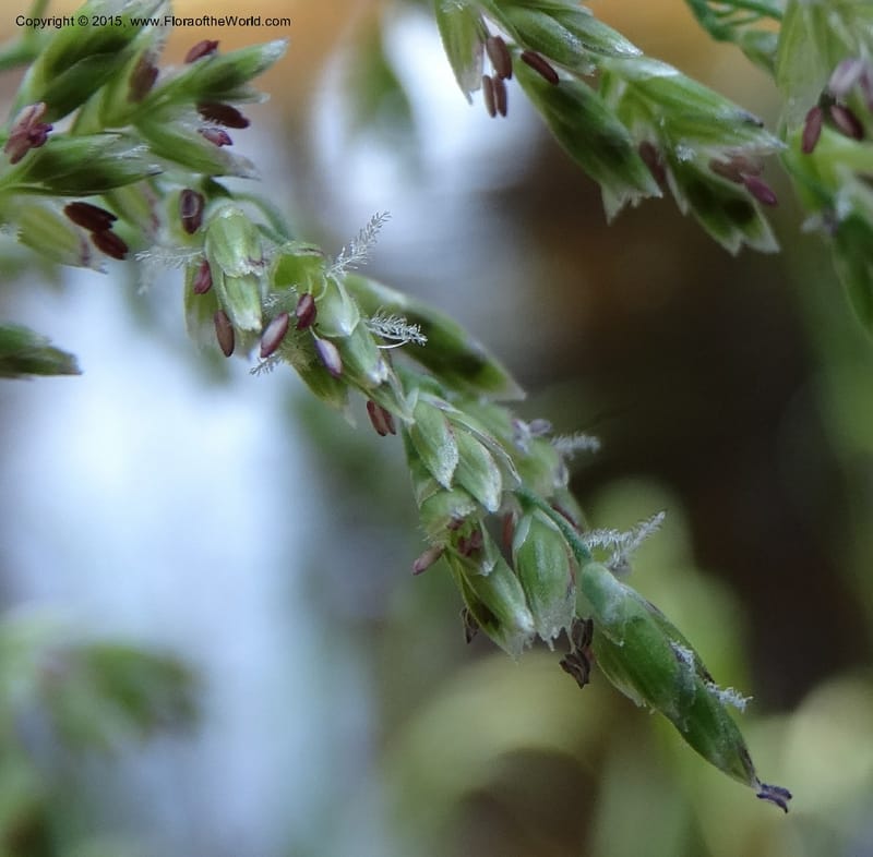 Torreyochloa pallida var. pauciflora, Davidson, C 12609--Idaho. Valley Co. Payette Lake. Sylvan Cr. 20 Jul 2014. DSC00669 (64).JPG