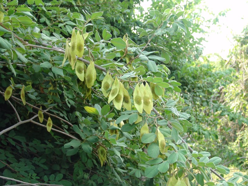 Dalbergia martinii--So. Africa. Lowveld Nat. Bot. Garden. 14 Mch 05. 231.jpg
