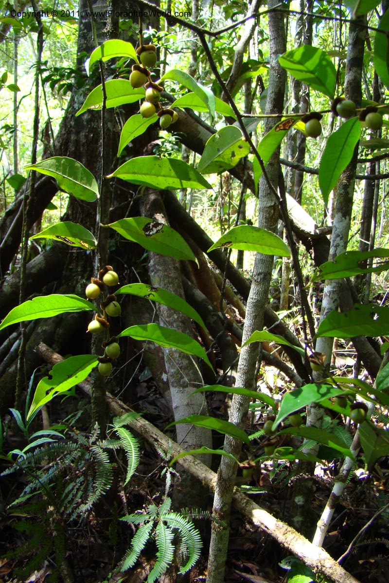 Diospyros, Phillipson 6113--Madagascar. Prov. Fianarantsoa. Manombo Nat. Park. 13 Jan 09. 006.jpg