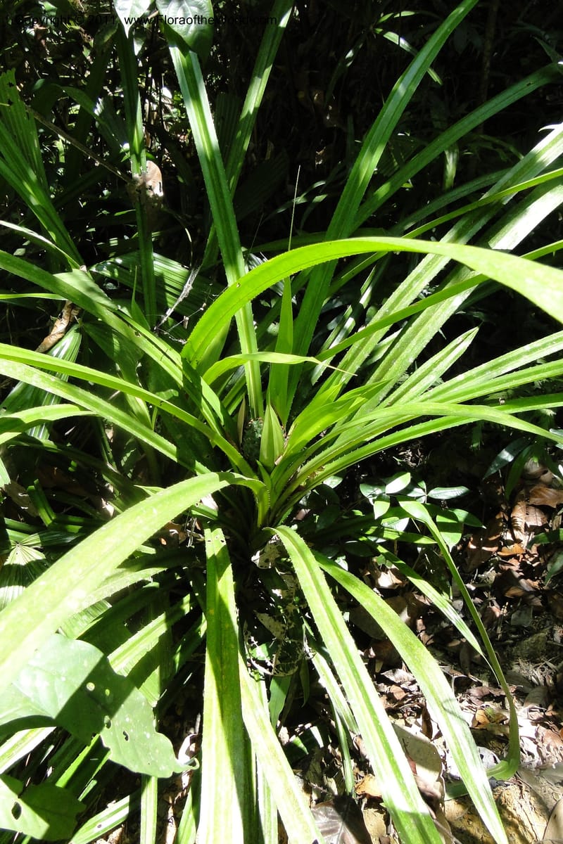 Pandanus tonkinensis, Regalado 1861--Viet Nam. Unknown mountain. 10 May 2011. 162 (40).jpg