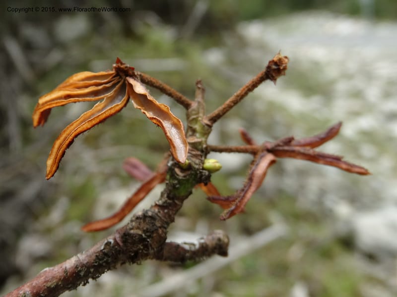 Rhododendron, Boufford, D 43643--China. Sichuan. XiaYingShan to XiangZhai. 10 May 2014. DSC05109 (169).JPG