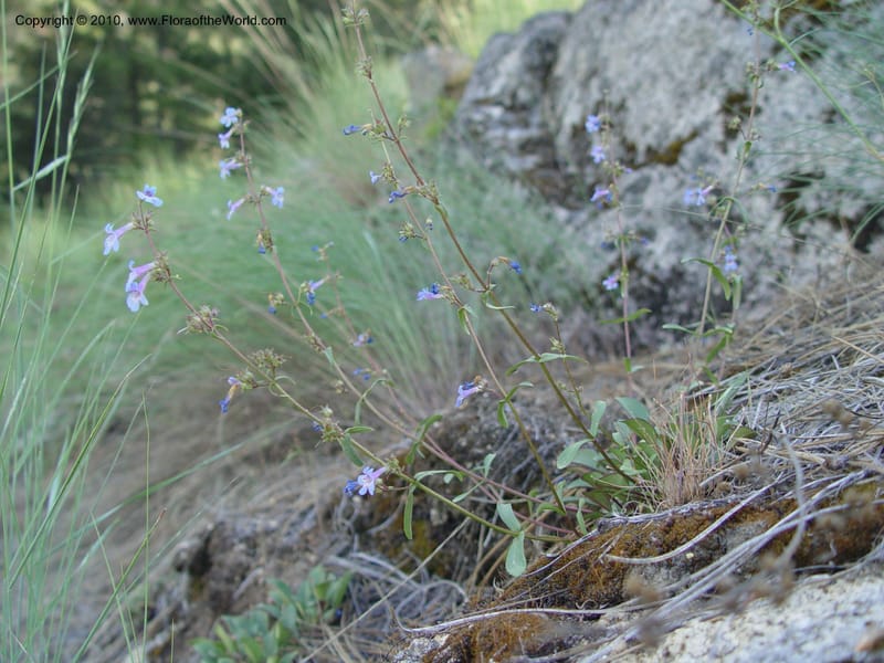 Penstemon albertinus--ID. Idaho Co. Salmon R. Polly Bemis Ranch. 7 May 04. 088 (3).jpg