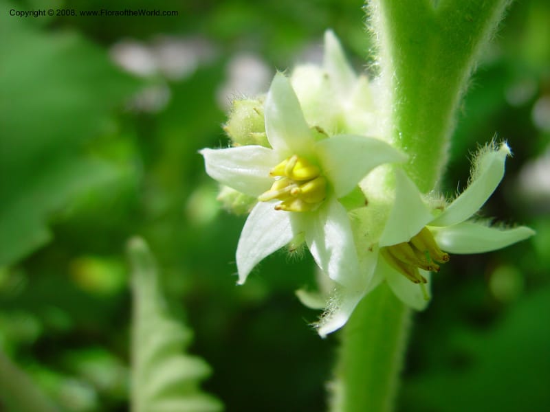 Solanum quitoense--FL. Fairchild Tropical Gard. 7 Apr 03. 171.jpg