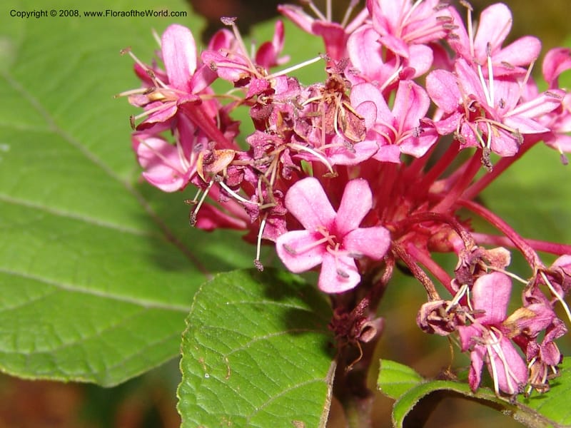 Clerodendrum bungei, 2003.0572--CA. UC Berkeley Bot. Garden. 8 Dec 06. 201.jpg