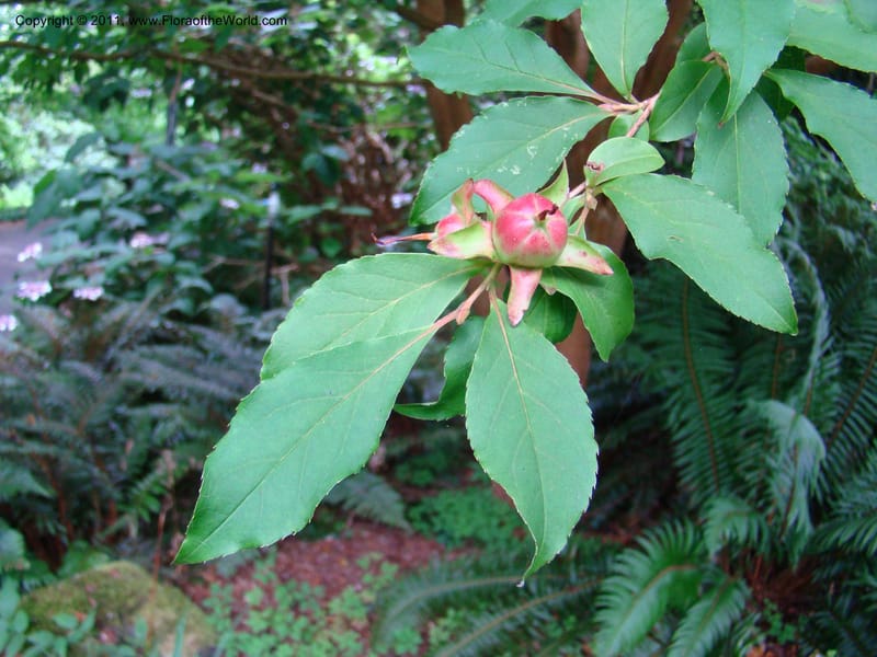 Stewartia serrata, 19888-0104-1981--Canada. BC. Univ. BC Bot. Garden. 27 Jul 08. 085.jpg