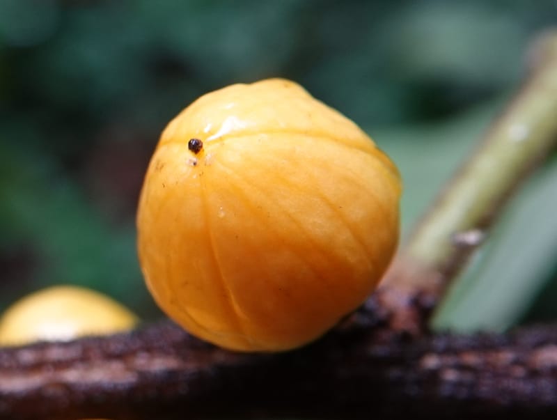 Horsfieldia prainii, D. Boufford 44155--China. Yunnan. Bam Po village. 5 May 2018. DSC02406 (83).JPG