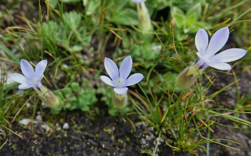 Cyananthus incanus, D. Boufford 44022--China. Sichuan. Daocheng Xian. 14 Aug 2017. DSC05676 (227).JPG