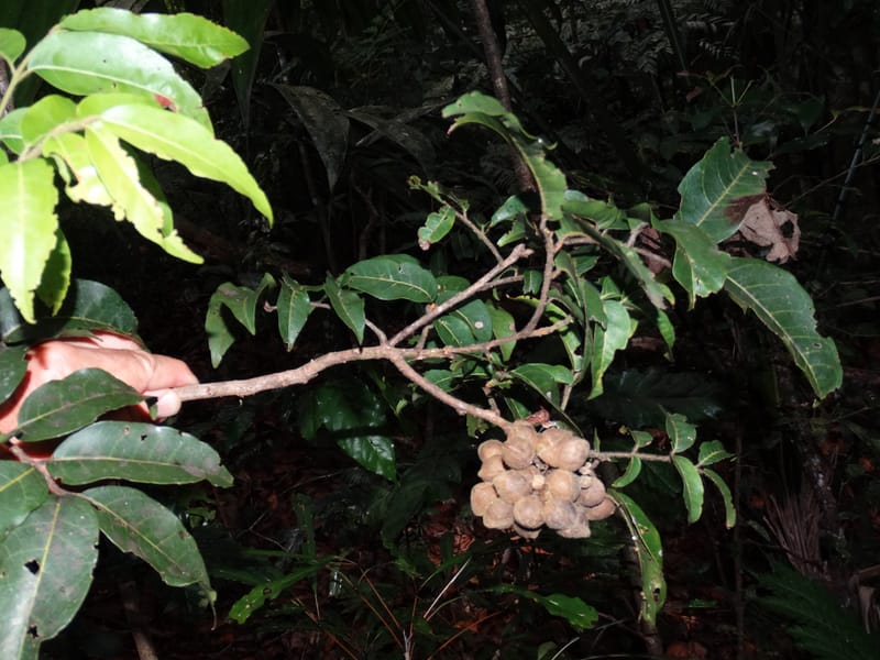 Alectryon hirsutus, Munzinger, J 7420--New Caledonia. Foret du Koghi. 13 Fri 2015. DSC02196 (162).JPG