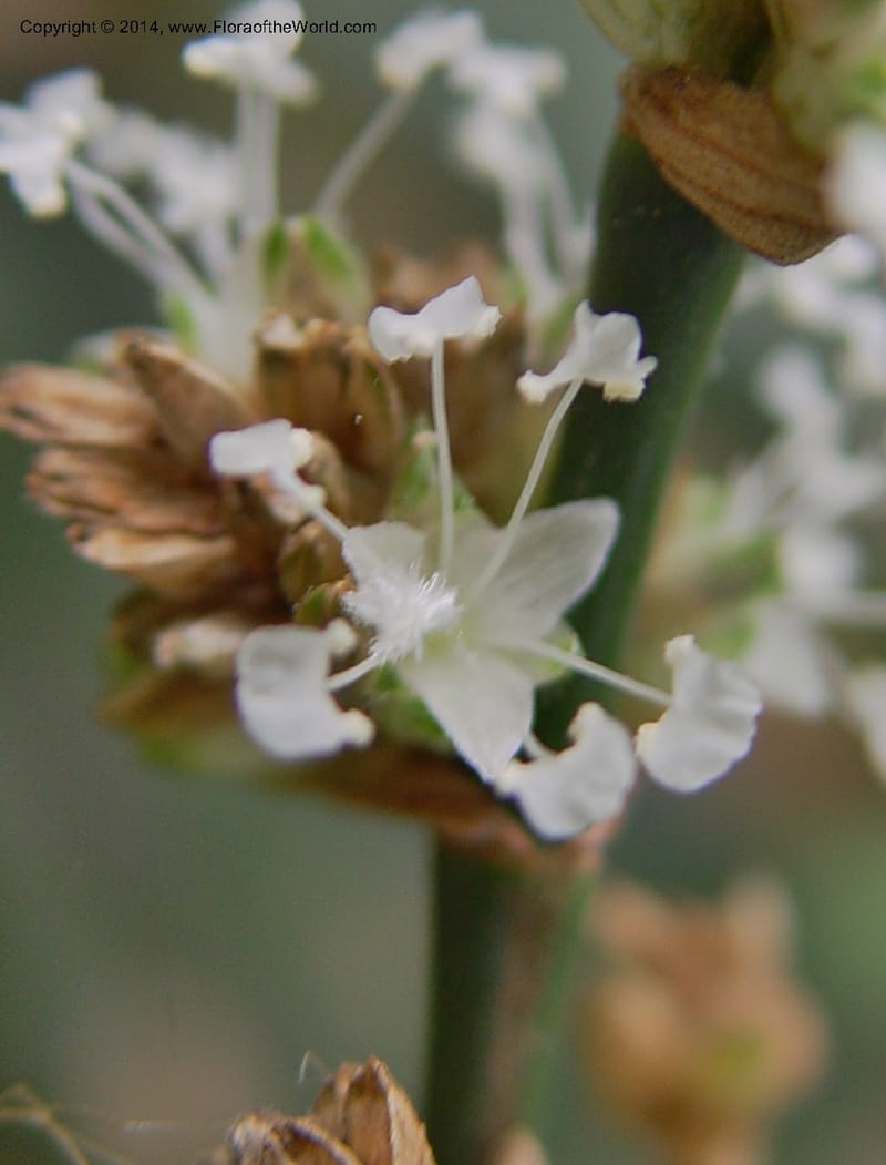 Callisia fragrans--So. Africa. Durban Bot. Gard. 3 Oct 0~CBD.jpg