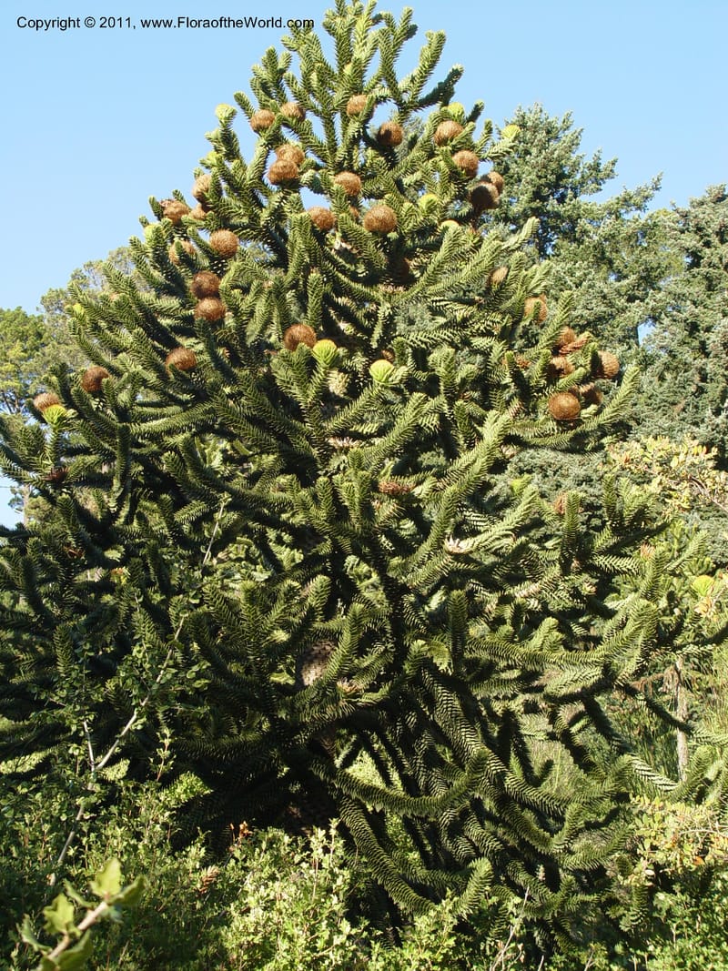 Araucaria araucana, 84.0137--CA. UC Berkeley Bot. Gard. 10 Feb 04. 156.jpg