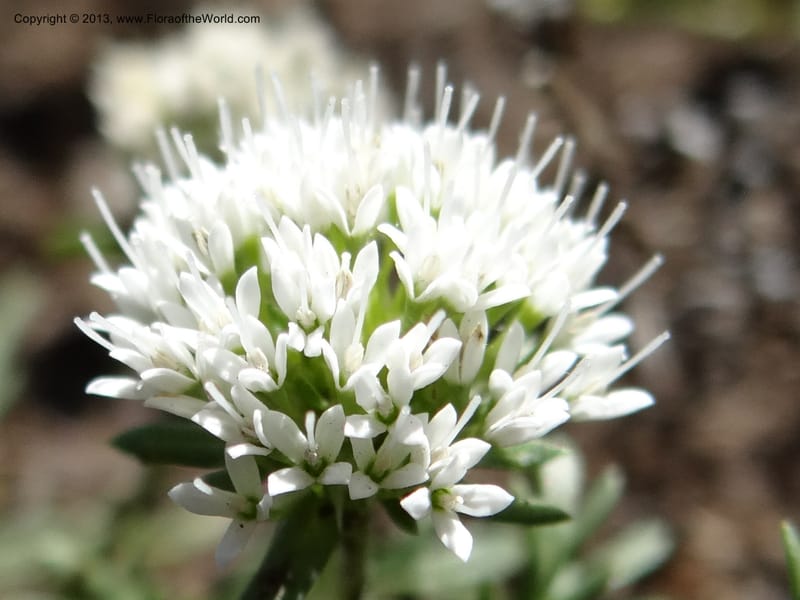 Valeriana, WDS 34165--Chile. P.N. Sieta Tazas. 21 Feb 2013. DSC02254 (61).JPG