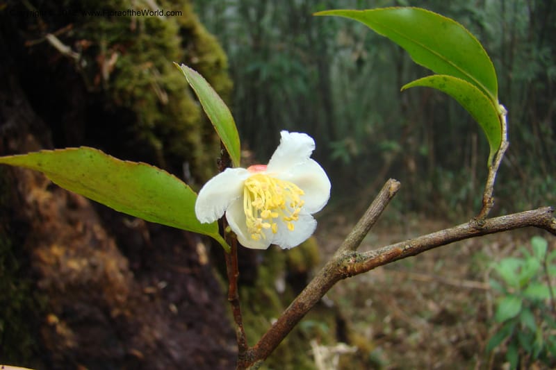 Camellia, Regalado 1650--Viet Nam. Lao Cai Prov. Sa Pa Distr. Hoang Lien Son. 6 Apr 09. 313.jpg