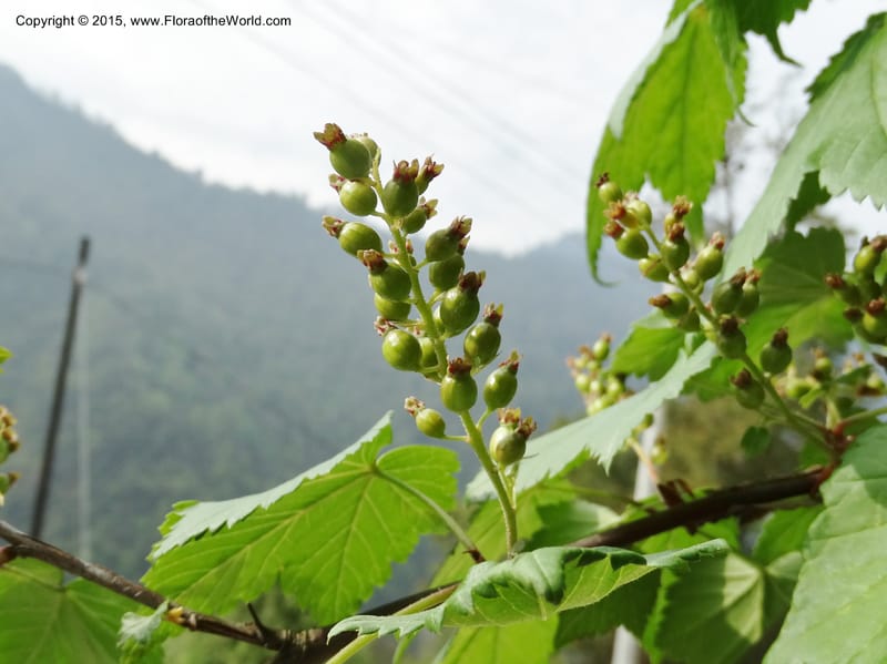 Ribes, Boufford, D 43667--China. Sichuan. GuoBaYan, HanBaiYu Shan. 12 May 2014. DSC05373 (235).JPG