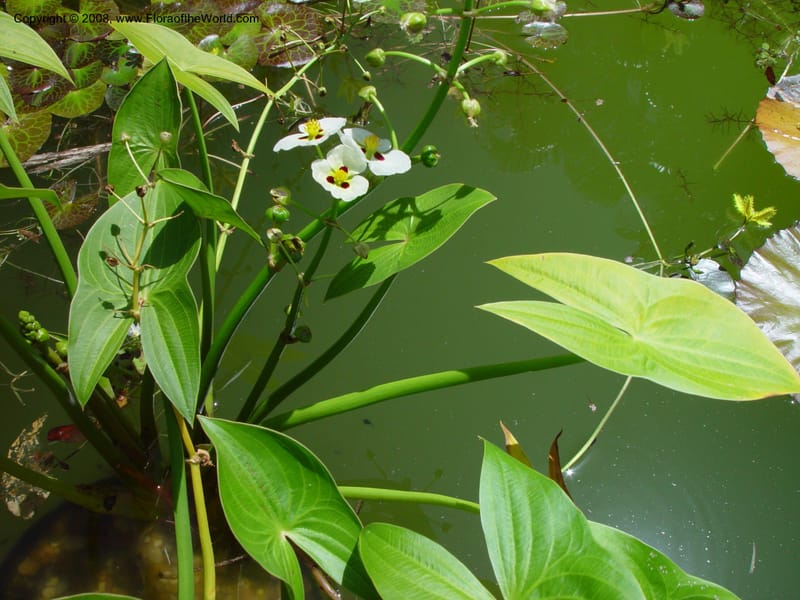 Sagittaria montevidensis--FL. Fairchild Tropical Gard. 8 Apr 03. 217.jpg