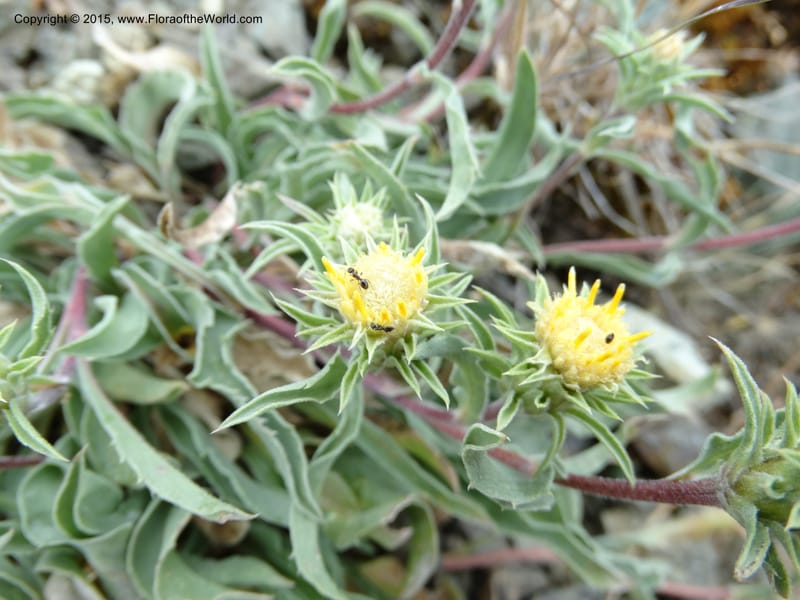 Pyrrocoma, Davidson, C 12630--ID. Idaho Co. Seven Devils Campground. 11 Aug 2014. DSC00412 (14).JPG
