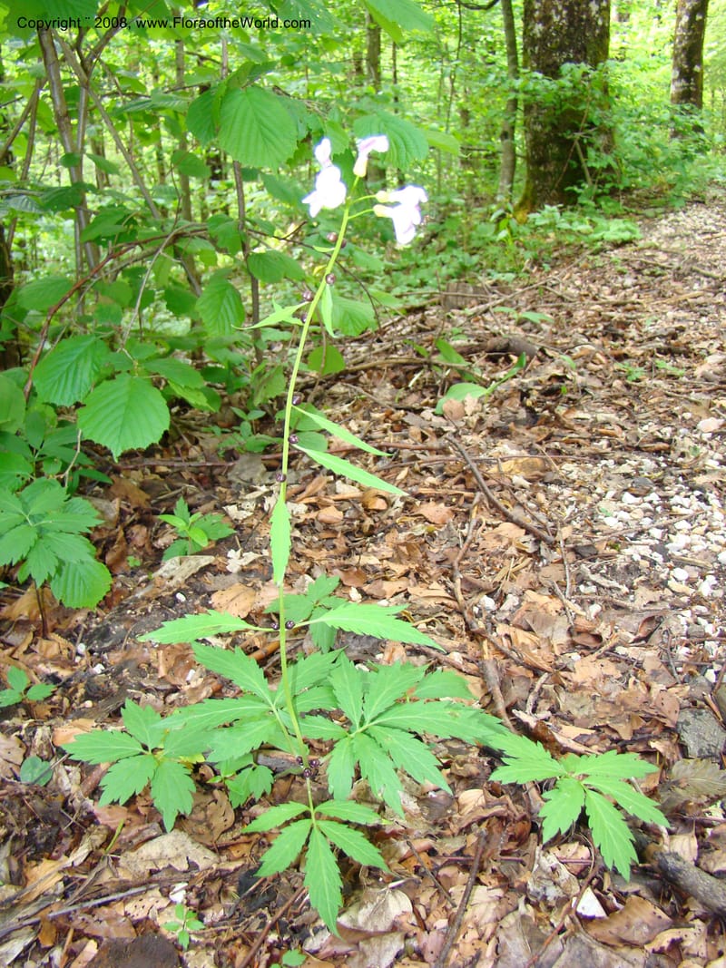 Slovenia. Kamniska Bistrica. 19 May 08. 096.jpg