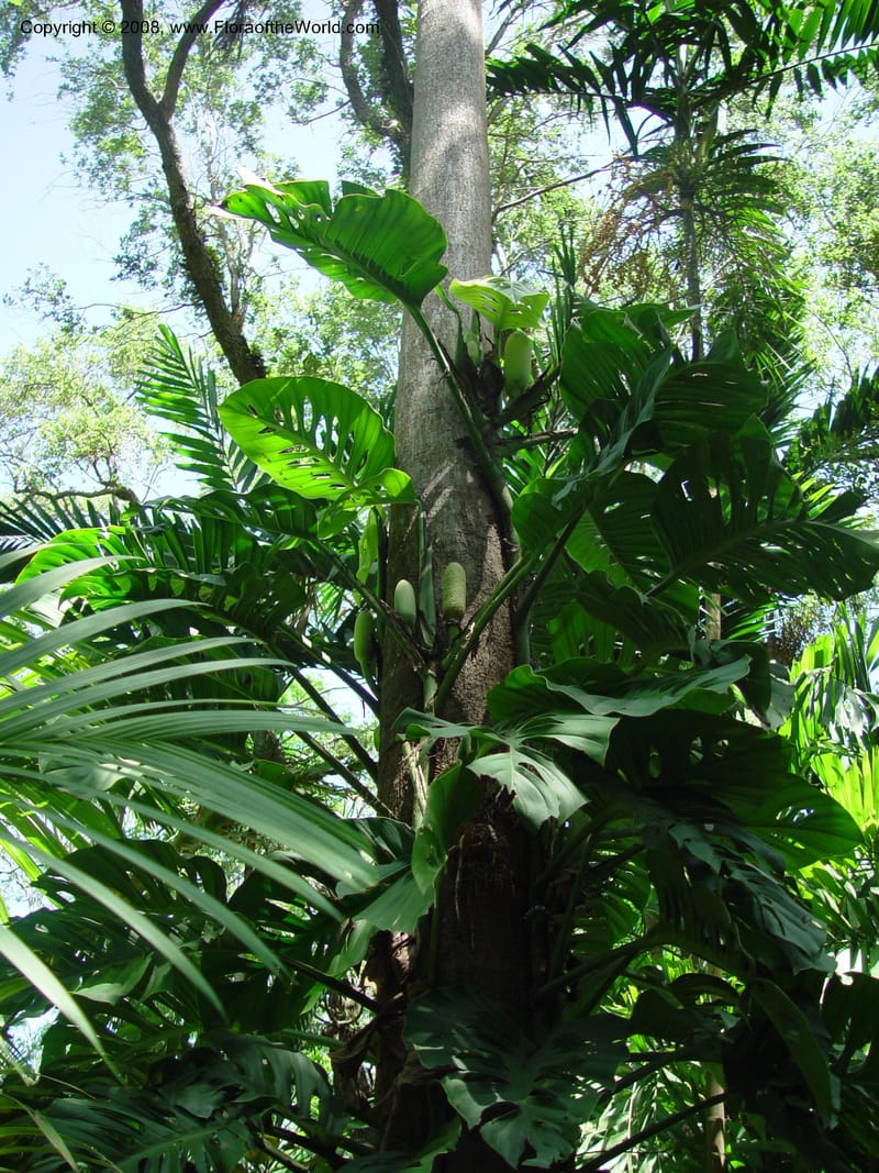 Monstera acuminata--FL. Fairchild Tropical Gard. 7 Apr 03. 186.jpg