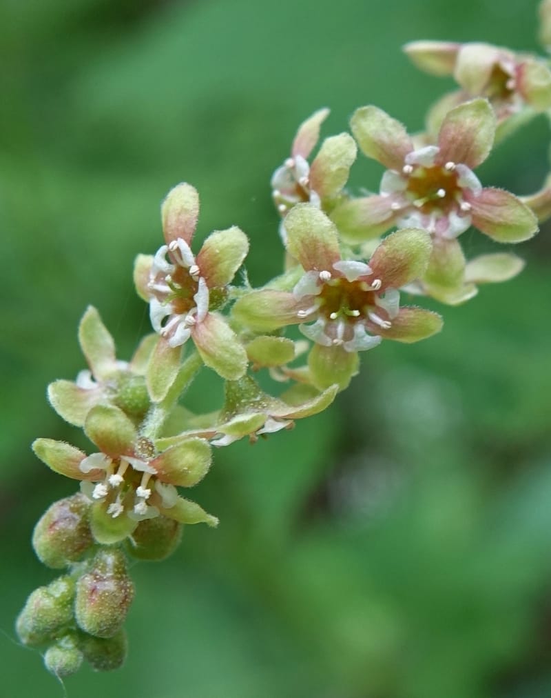 Ribes japonicum--Japan. Niigata. Sasagamine. Yu Memidaira. Forest Therapy Trail. 28 May 2016. DSC04970 (139).JPG