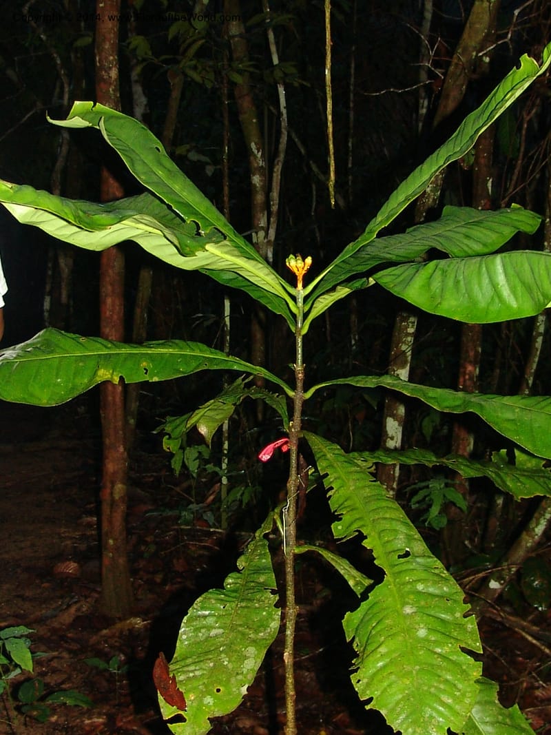 Potalia, Farfan 682--Peru. Edo. Madre de Dios. ACEER Res. Ctr. 17 Oct 05. 039.jpg
