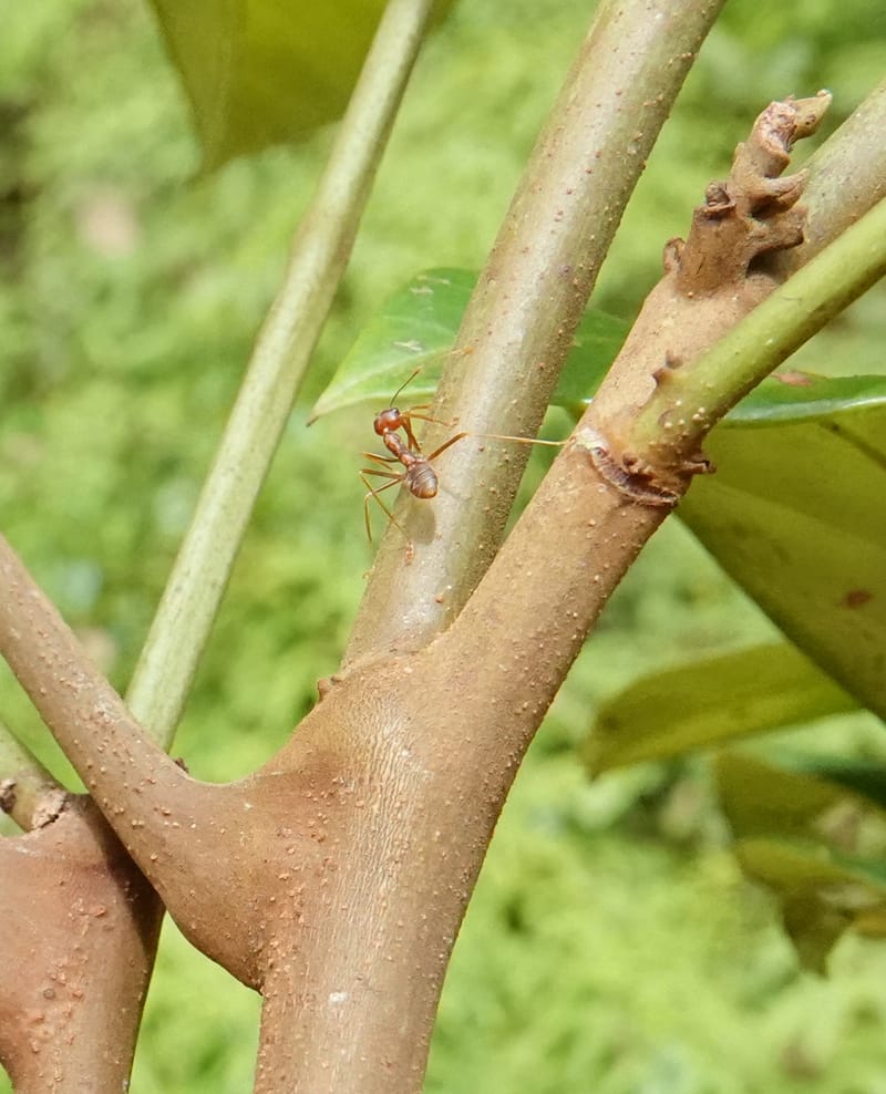 Aporrhiza, C. Davidson 13912--Gabon. M de C. Road past the cabins. 29 Oct 2018DSC09794 (100).JPG