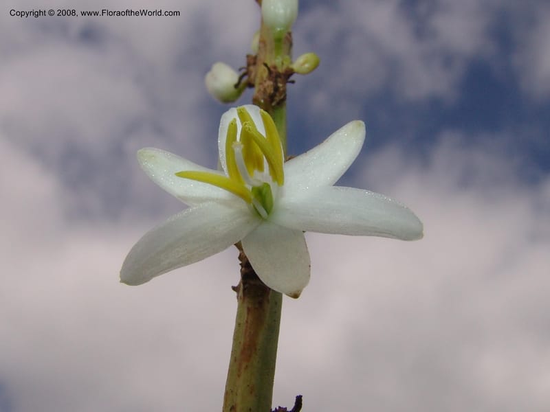 Chlorophytum crookianum--So.Africa. KZN. Midl. Meand. Granny Mouse. 13 Mch 05. 063.jpg