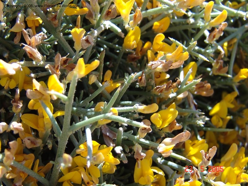 Genista acanthoclada--Crete. Ep. Kydonia. Akrotiri. Trail Gouvernetos . 23 May 05. 015.jpg