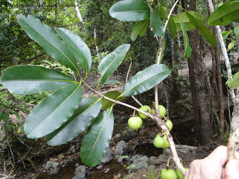 Mammea, M. Callmander 768--New Caledonia. Upper Tene River Valley. 19 Jan 2010. 745 (1).JPG