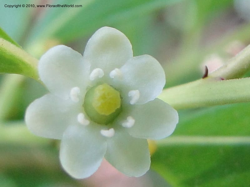 Ilex glabra, Mori, S 27396, USA, North Carolina, Johnson Co., Hwy 50, 3 km SE of Benson, 21 May 2010 (21).JPG