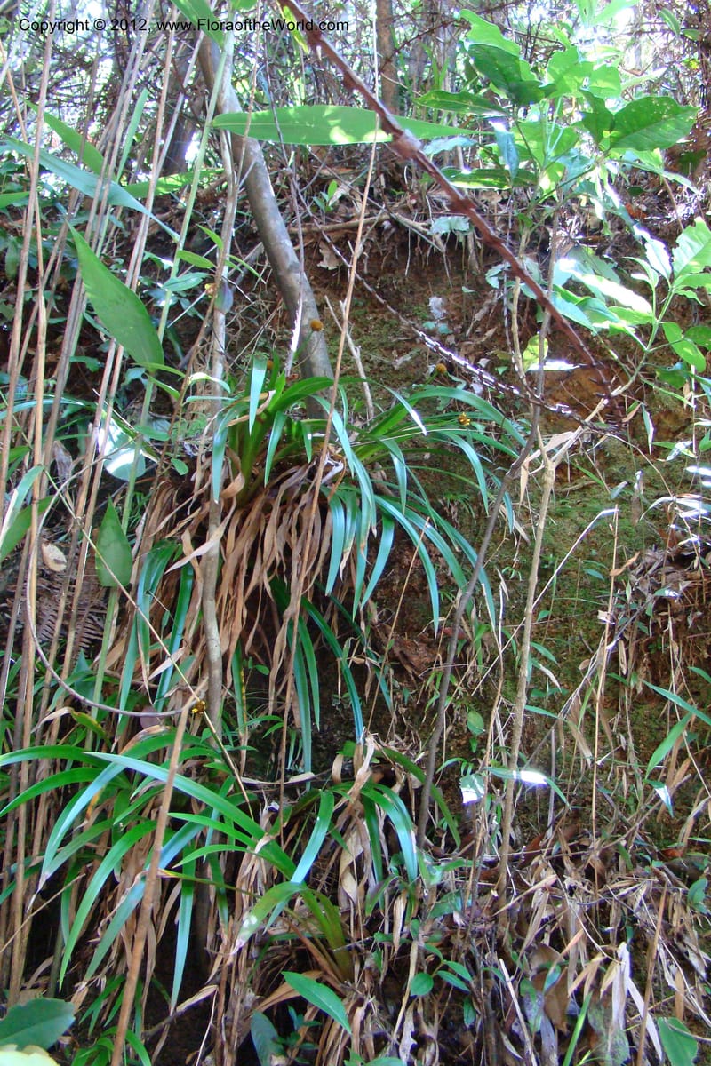 Xyris, Regalado 1745--Viet Nam. Thua Thien Hue Prov. Phu Loc Distr. Bach Ma. 13 Apr 09. 284.jpg