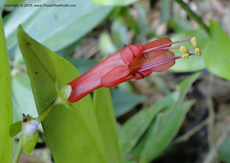 Aeschynanthus, Regalado 1870--Viet Nam. Thac Kazan waterfall. 10 May 2011. 266 (7).jpg