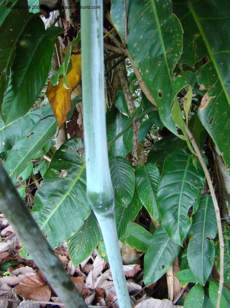 Ischnosiphon inflatus, RAguilar11183--Costa Rica. Puntar. Osa. Los Mogos. 17 Apr 08. 327.jpg