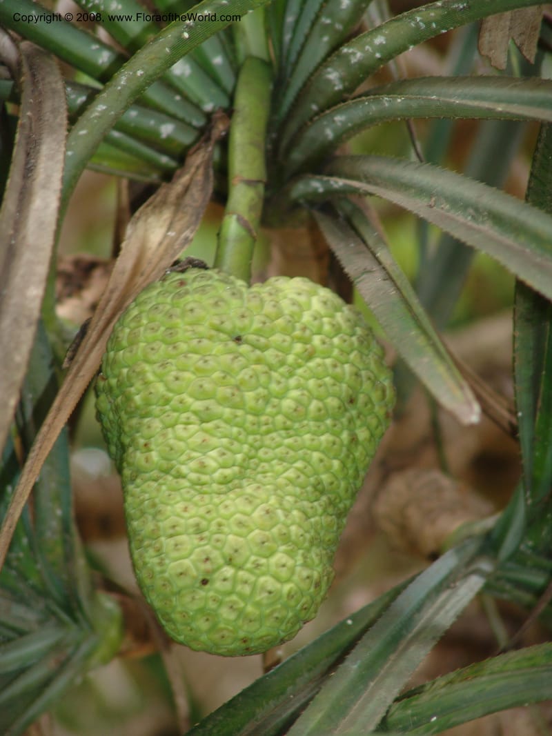 Pandanus--Madag. Antananarivo. Parc Bot. Zool. Tsimbazaza. 25 Jan 06. 113.jpg