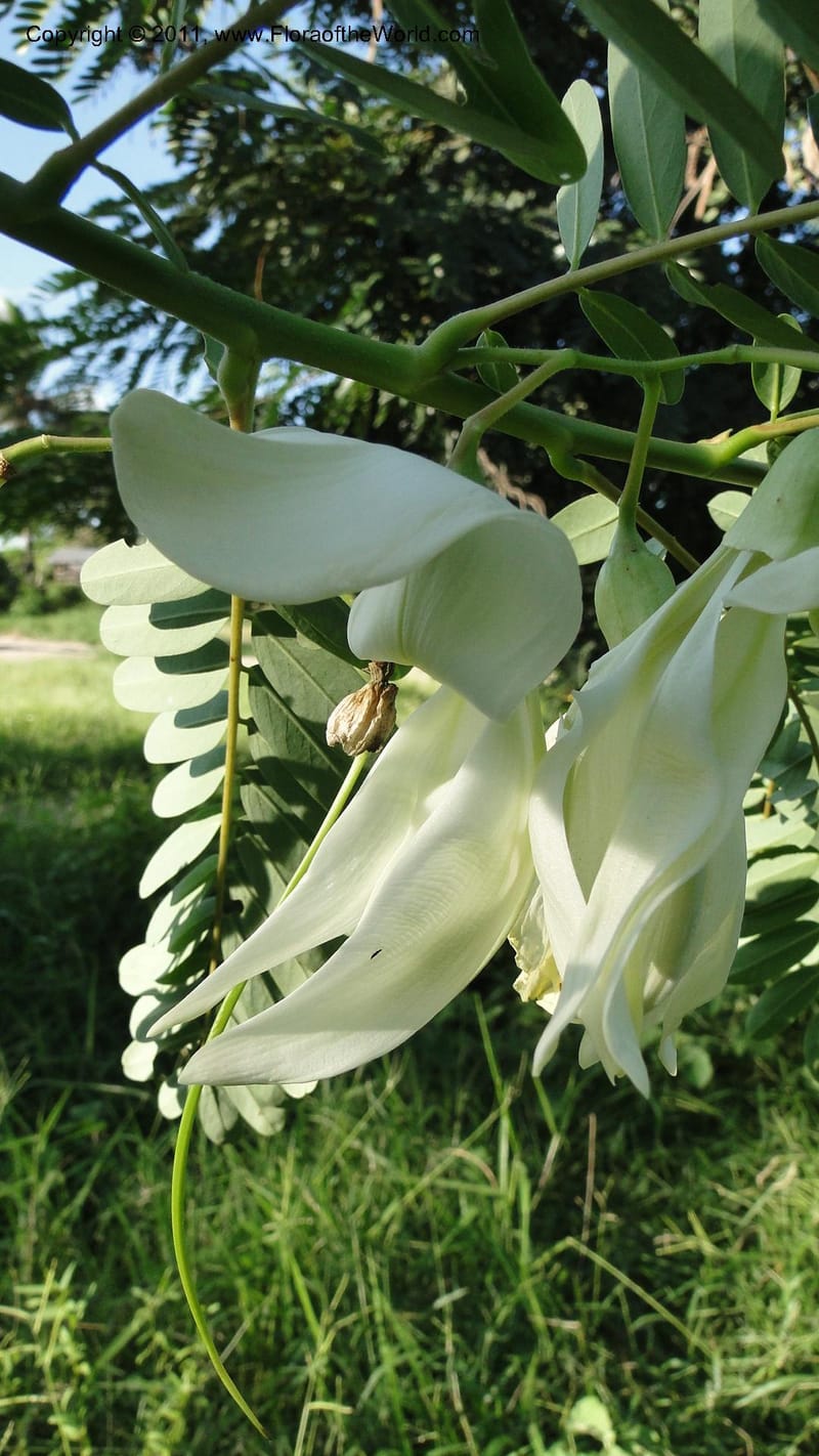 Sesbania grandiflora, Gereau--Tanzania. Univ. of Dar es Salaam. 9  May 2010 367 (26).jpg