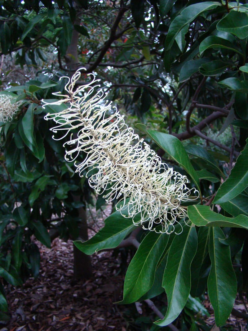 Buckinghamia celsissima--Australia. Royal Botanic Garden, Melbourne. 19-20 Mch 08. 407.jpg
