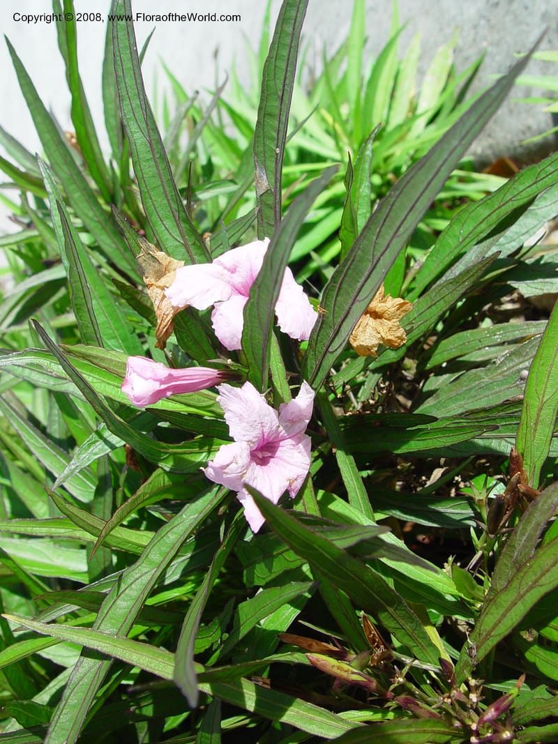 Ruellia tweedyi--FL.  Miami-Dade Co. Fairchild Tropical Garden. 15 Jan 03. 001.jpg