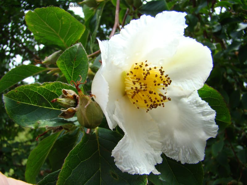 Stewartia pseudocamelia, 19890-0104-1982--Canada. BC. Univ. BC Bot. Garden. 27 Jul 08. 258.jpg
