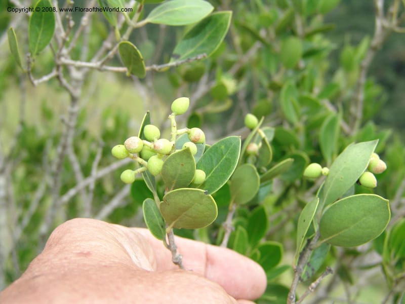 Olea capensis ssp enerve--So.Africa. E. Cape. Umtamvuna Nat. Res. 11 Mch 05. 271.jpg