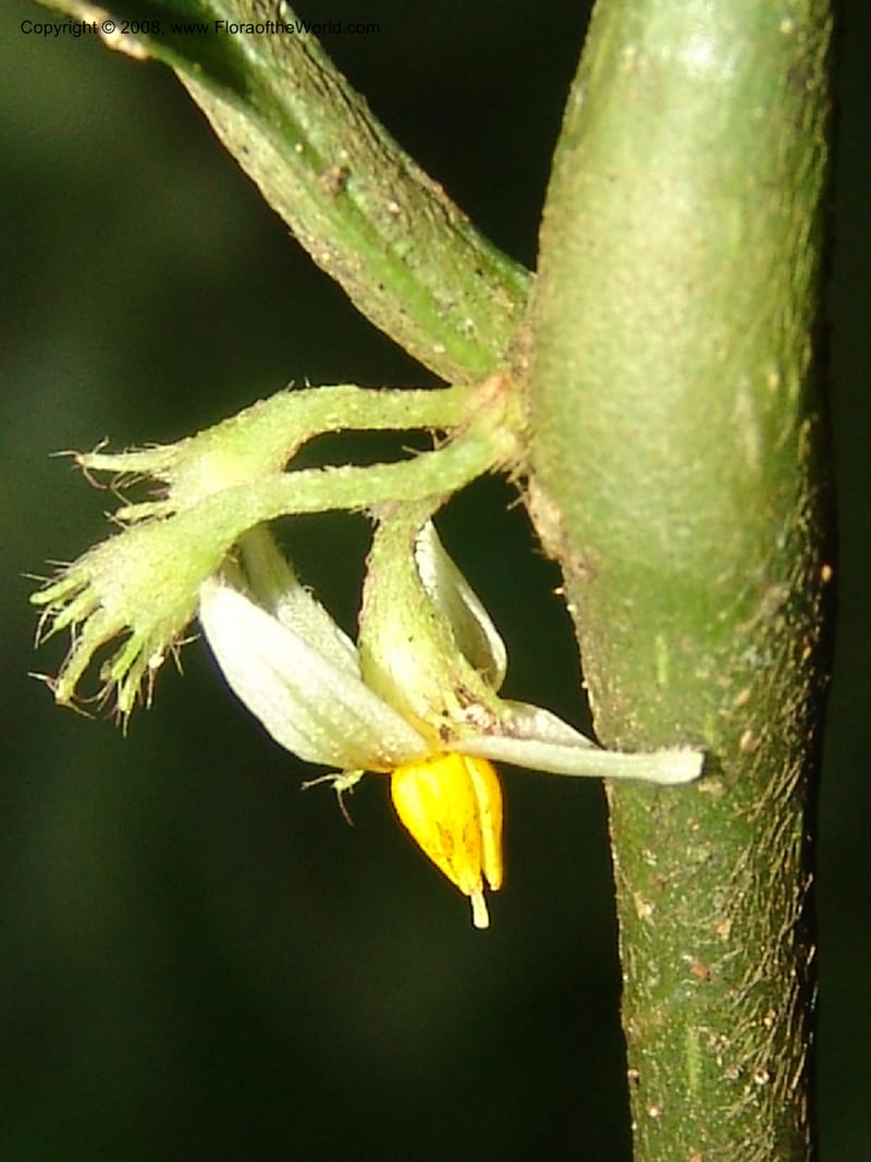Solanum, RVasquez33035--Peru. Pillcopata. Qbda Sachavacayoc. 29 Oct 07. 182.jpg