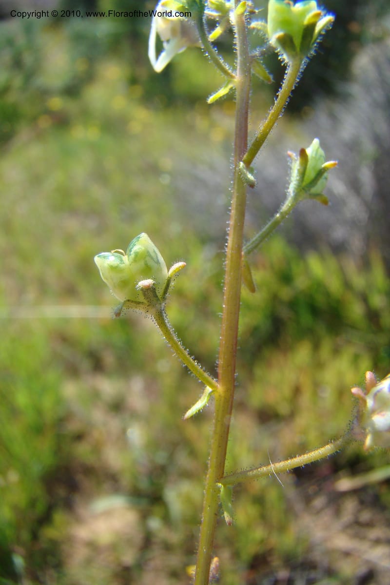 Nemesia cheiranthus, C. Davidson 11523--South Africa. Northern Cape. Papkuilsfontein. 25 Aug 09. 216 (15).jpg