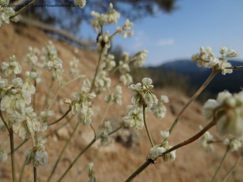 Eriogonum strictum var. proliferum, Davidson, C 12096--ID. Owyhee Co. Silver City. 20 Aug 2012. DSC04305 (69).JPG